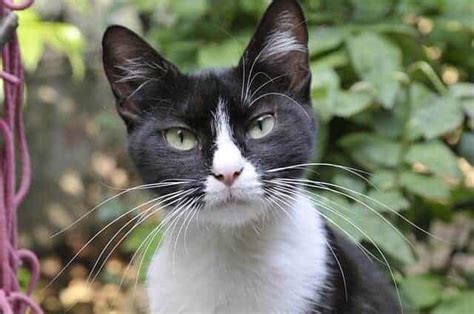 Everything About The Tuxedo Cats - Facts, Genetics And Personality