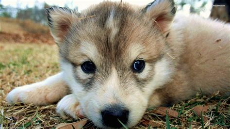 Cute Wolf Puppy Wallpapers - Top Free Cute Wolf Puppy Backgrounds ...