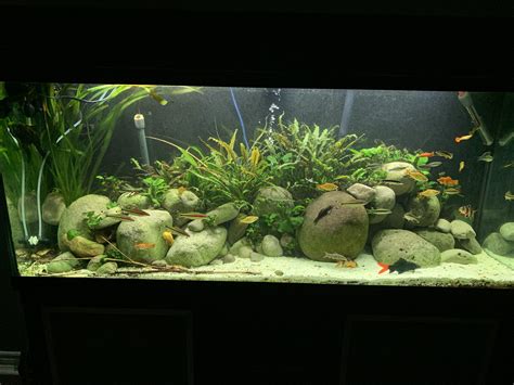 125 Gallon River Rock Community : r/Aquariums