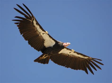 California Condor - Northwestern Coniferous Forests