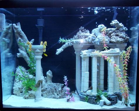 As 25 melhores ideias de Seahorse aquarium no Pinterest | Cavalos ...