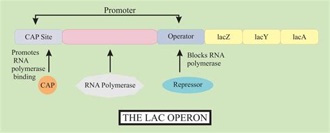 In the lac operon model of gene regulation, the word operon stands for ...