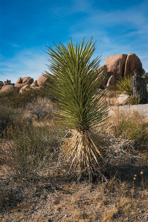 A small tree in the middle of a desert photo – Free California Image on ...