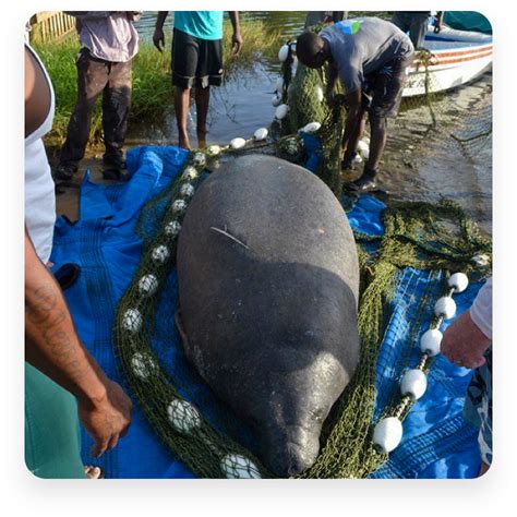 Belize Manatee Conservation - Clearwater Marine Aquarium