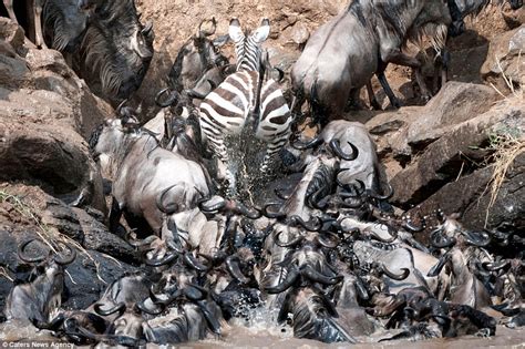 Earning their stripes! Zebra battle thousands of wildebeest in river ...