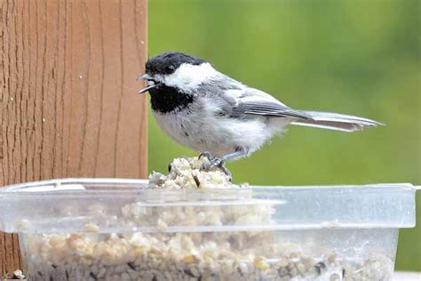 GARDEN Art DIY: Make a Chickadee Nesting Box