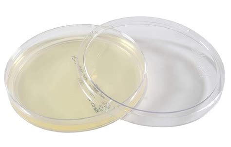 Nutrient Agar Plates Australia Offers USA | dev-techtatva.manipal.edu