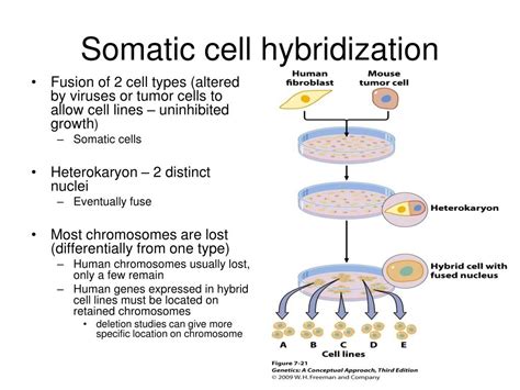 PPT - Chapter 7 – Linkage, Recombination, and Eukaryotic Gene Mapping ...