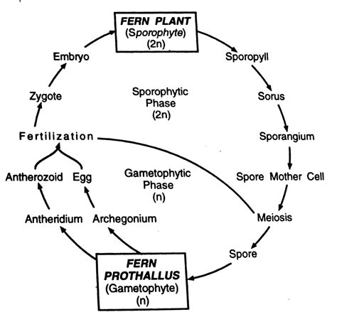 Botanica: BRYOPHYTES AND PTERIDOPHYTES