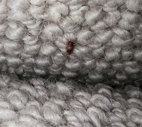 Do Carpet Beetles Bite? - Toxic Respond Pest Control