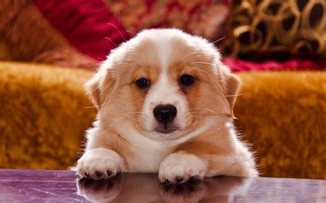 Top 225 Cuddly Dog Names - PetPress