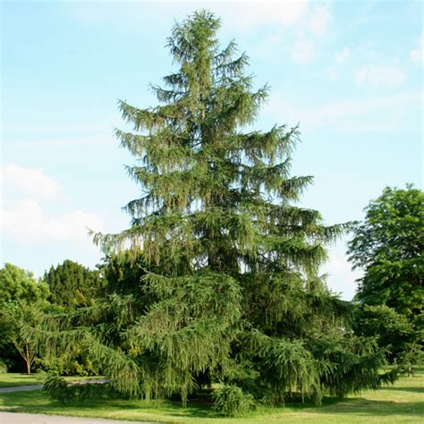 European Larch Facts, Growth Rates, Lifespan, Pictures