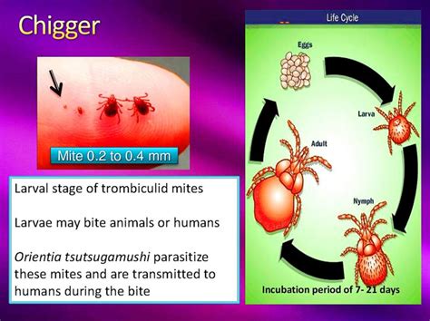 Beware of chiggers when sweeping tombs or hiking 恙蟲潮來了！掃墓、踏青要注意防蟲 ...