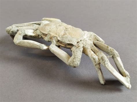 Fossil crab - skeleton - Macrophthalmus sp. - 17×7×4.5 cm - Catawiki