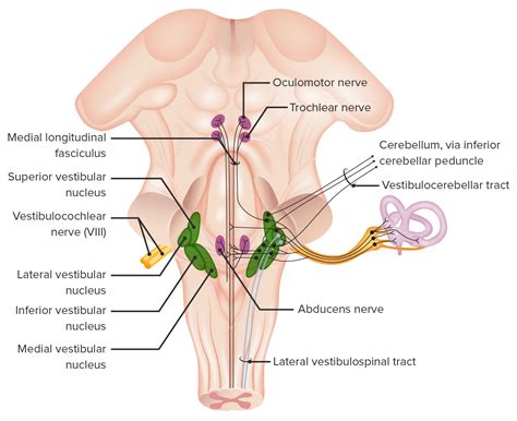 Auditory and Vestibular Pathways: Anatomy | Concise Medical Knowledge