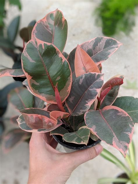 How to care for your stunning variegated rubber plant!