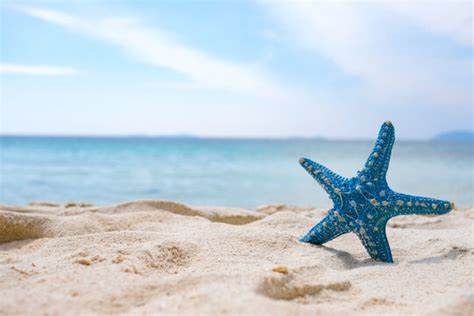 "Starfish On Beach" Images – Browse 361 Stock Photos, Vectors, and ...