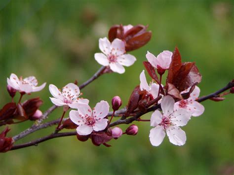 Plum Blossoms 3 Free Photo Download | FreeImages