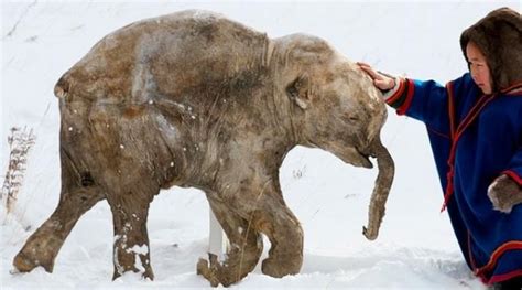 39000 Years Old Frozen Woolly Mammoth found in Siberia - Archeology