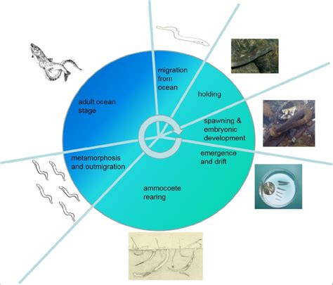 Generalized Pacific lamprey life cycle. | Download Scientific Diagram