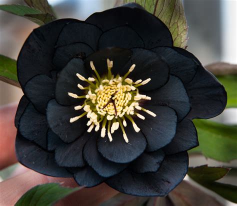 11 Gorgeous Black Flowers From Around The World - Ferns N Petals