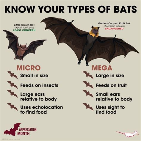 Printable Bat Facts