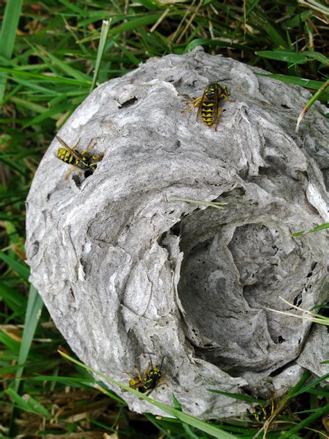 Yellow Jacket Nest | A yellow jacket nest I found on site at… | Flickr