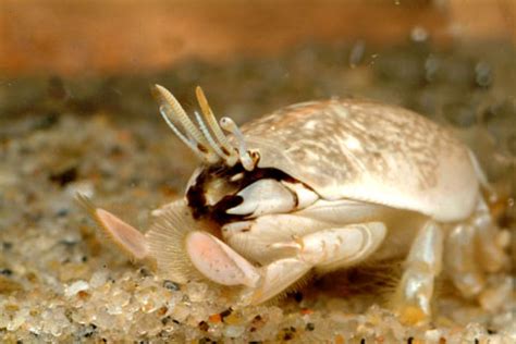 Week # 5: Pacific Sand Crab, Emerita analoga - WILDCOAST