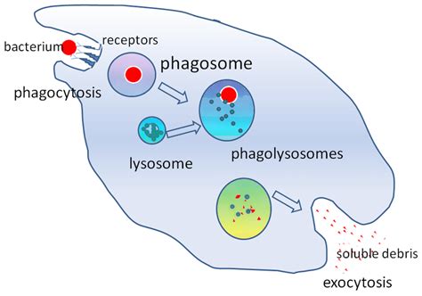 Phagocytosis Process Diagram