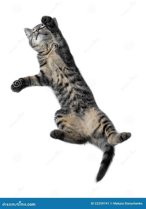 Funny cat jumping stock image. Image of gaze, childhood - 22259741