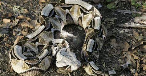 Gaboon Viper Fangs: Why They're the Biggest Snake Fangs in the World ...