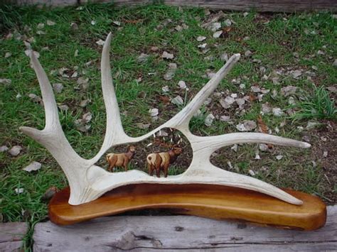 CALL OF THE WILD: Moose Horn Carvings