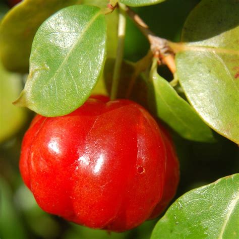 Polynesian Produce Stand : ~SURINAM CHERRY~ Fruit Tree YUMMY Red Fruits ...