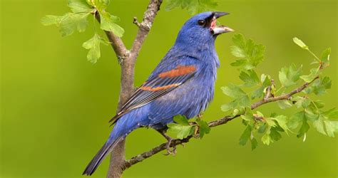 Blue Grosbeak Identification, All About Birds, Cornell Lab of Ornithology