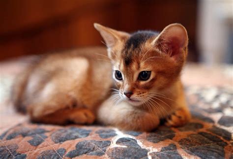 Abyssinian cat | DinoAnimals.com