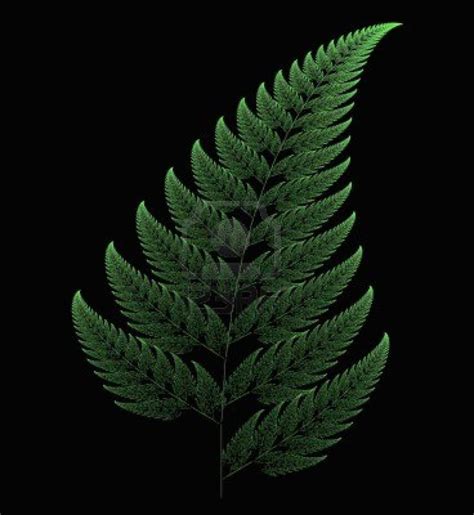 Fern leaf, fractal art | Fractals in nature, Fractal art, Fractals