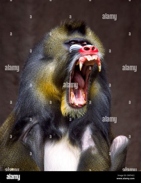 MANDRILL SHOWING HIS TEETH Stock Photo: 50327650 - Alamy