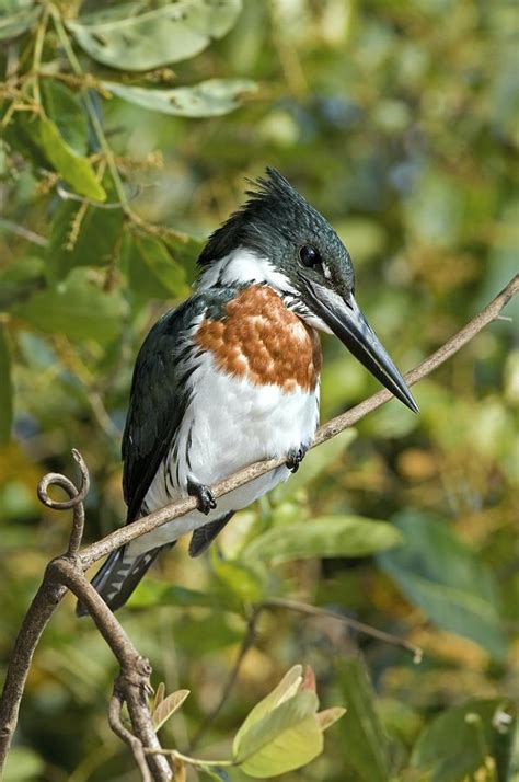 Amazon Kingfisher Male Photograph by Tony Camacho