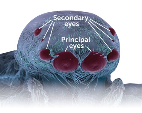 See the world through a jumping spider’s eyes — and other senses