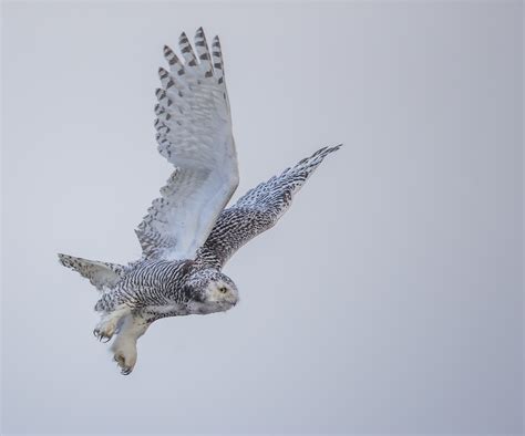 Snowy Owl Flying