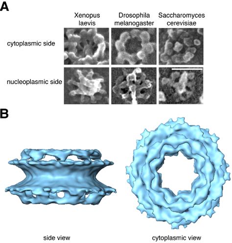 Figure 1 from The nuclear pore complex has entered the atomic age ...