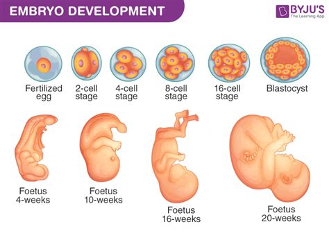 Difference Between Zygote And Embryo - Biology Questions