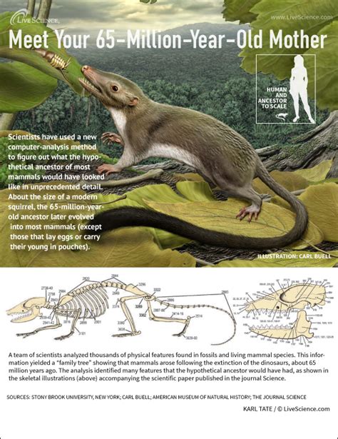 Mother of Mammals: Meet the Earliest Placental Mammal Ancestor ...