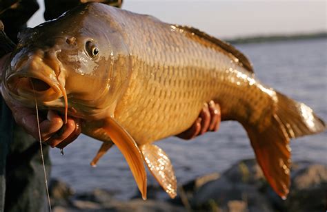 10 Best Carp Baits Available Today - In-Fisherman