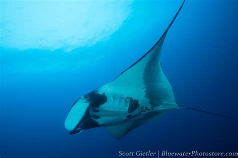 Best Manta Ray Diving in the World - Bluewater Dive Travel