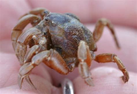 Tasmania – Stanley Beach, and Crabs | The Backyard Arthropod Project