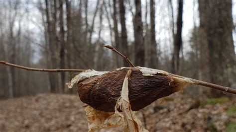 Giant Silkmoth Cocoon Watch | Vermont Atlas of Life