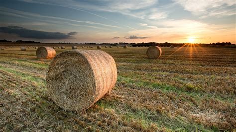 Field filled with bales of hay