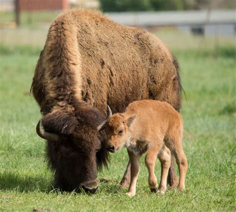 It’s a boy: Bison delivers healthy bull calf | SOURCE | Colorado State ...