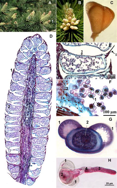 Pinophyta Life Cycle